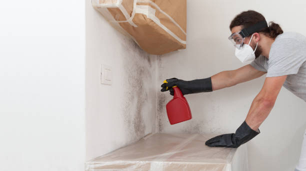 Professional Basement Mold Remediation technician working in Williamsburg, FL