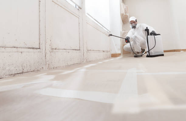 24/7 Emergency Basement Mold Remediation experts in Williamsburg, FL
