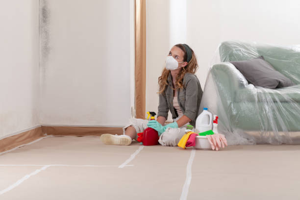 Reliable Basement Mold Remediation contractor in Williamsburg, FL by WQB Mold Removal